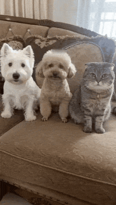 猫咪：勉为其难陪你演个戏吧