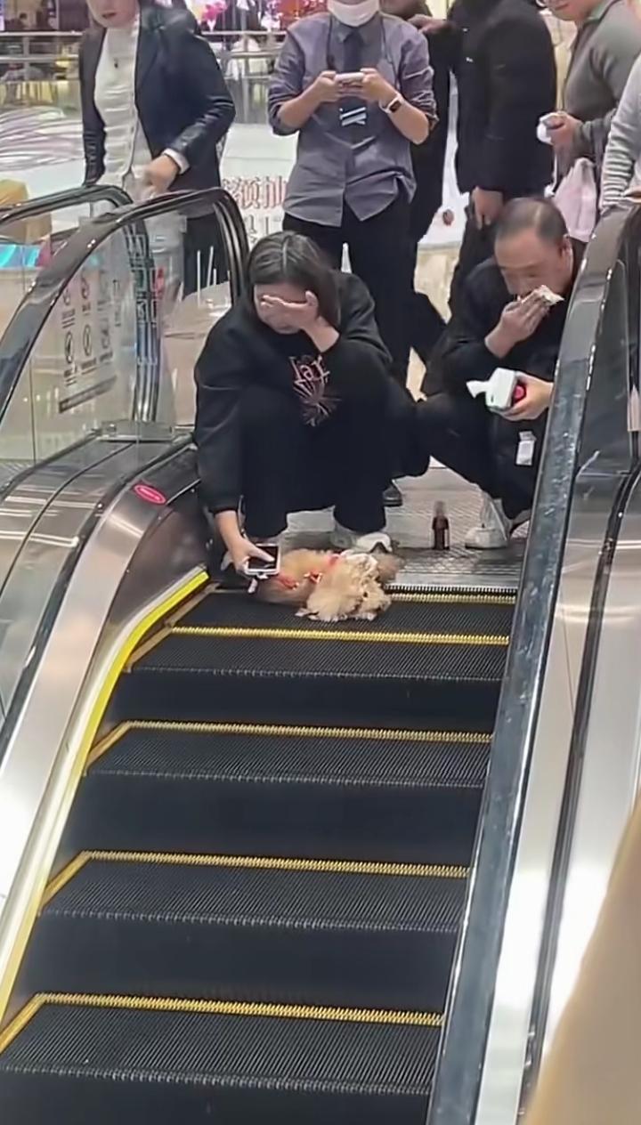一对夫妻逛商标时，宠物狗没纤绳，到处乱跑被电梯夹死了。夫妻俩对着狗号啕大哭，泪流