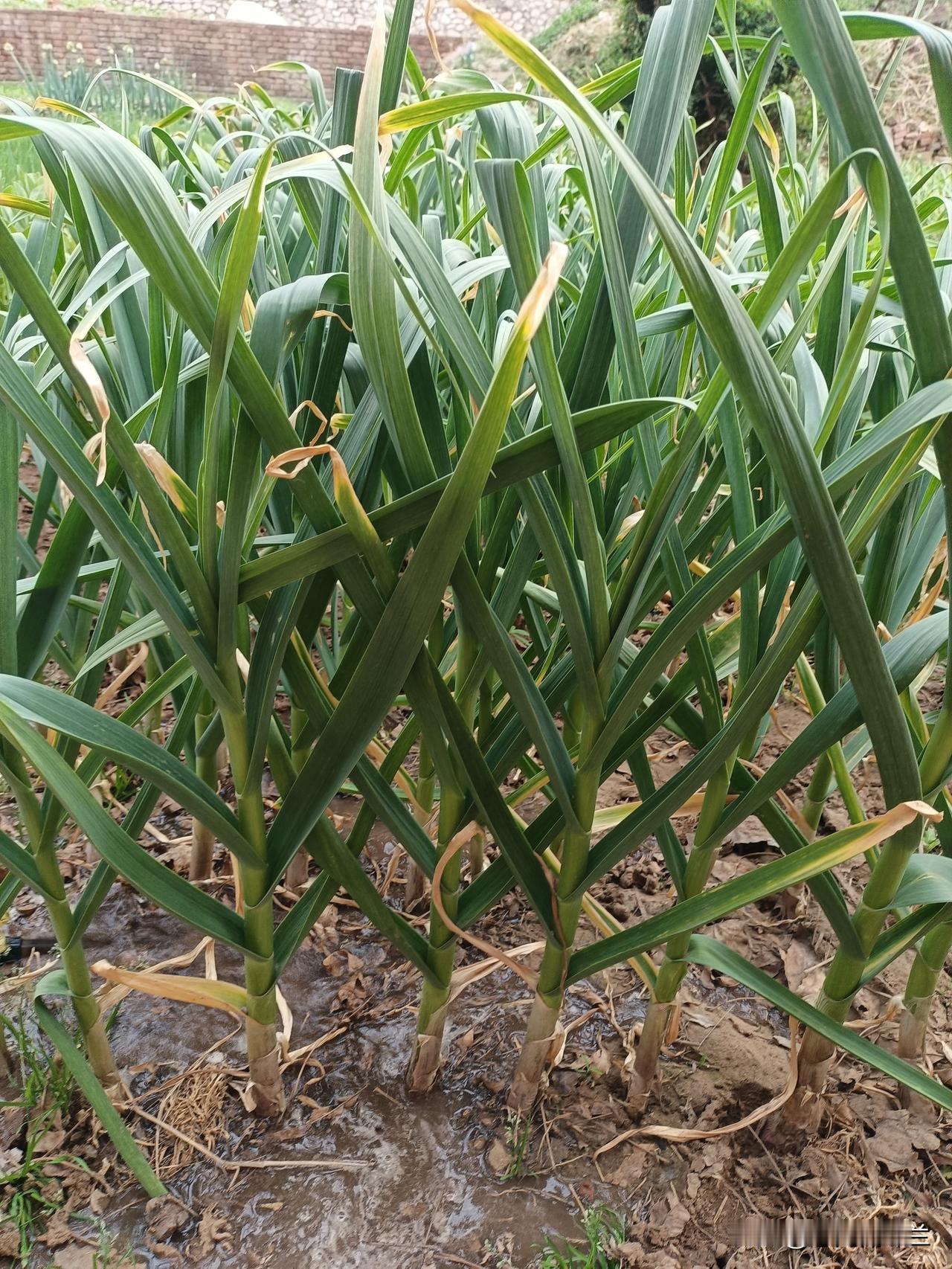 晚上吃过饭我马上去菜园浇菜，最近天气有点热，菜园两天不浇水就干了。老妈让我把