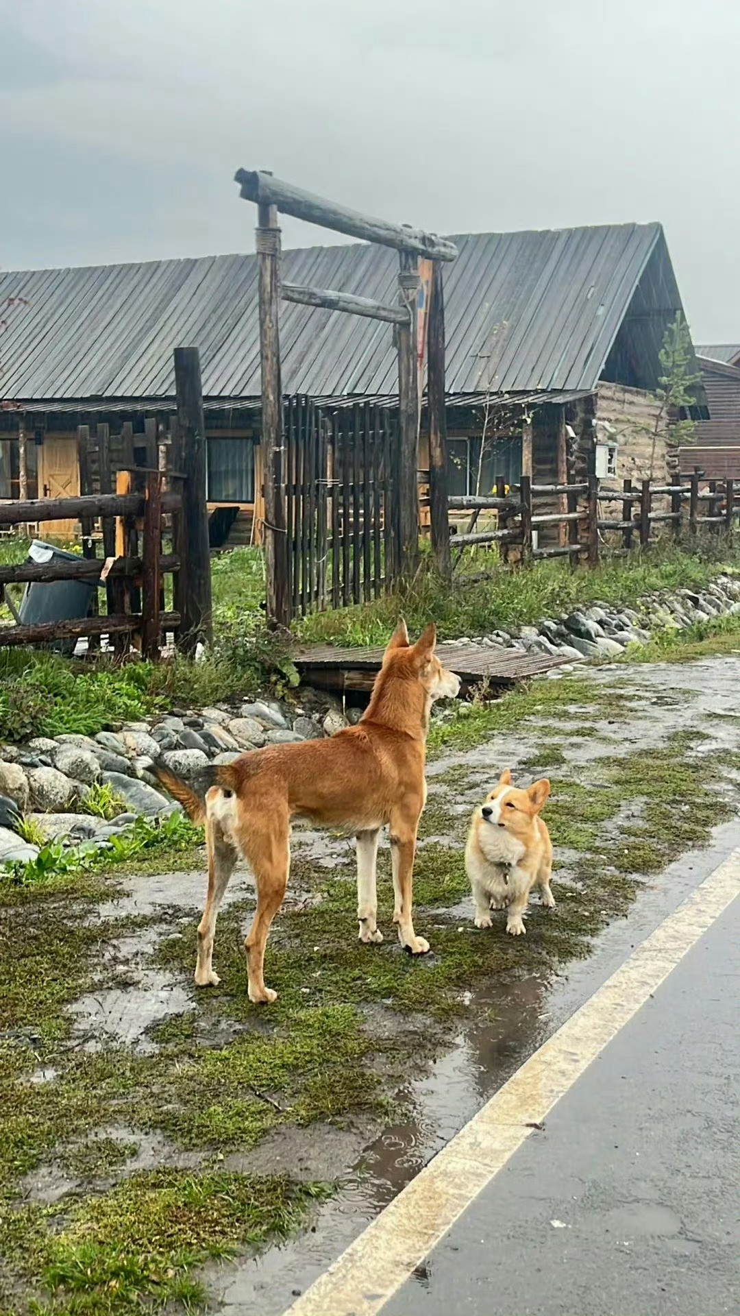 柯基一脸羡慕​​​