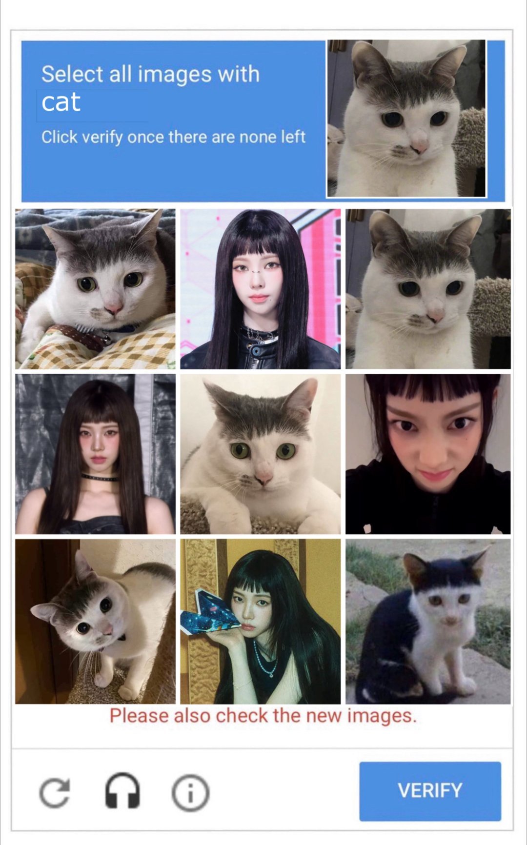 柳智敏请找出所有的小猫🐈‍⬛​​​