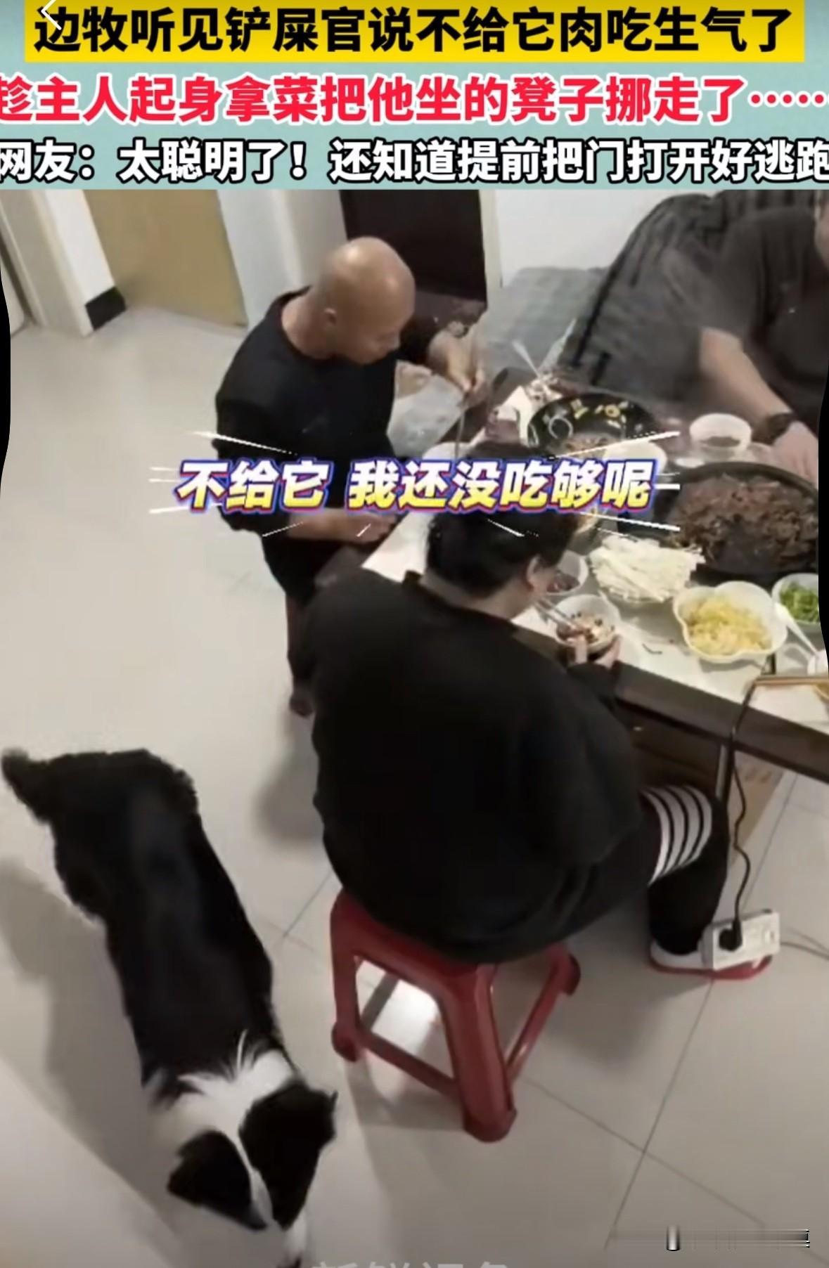 男子跟朋友在家里吃饭，边牧嘴叼着饭盆就过来了，朋友想喂它，主人说了一句：“别喂它