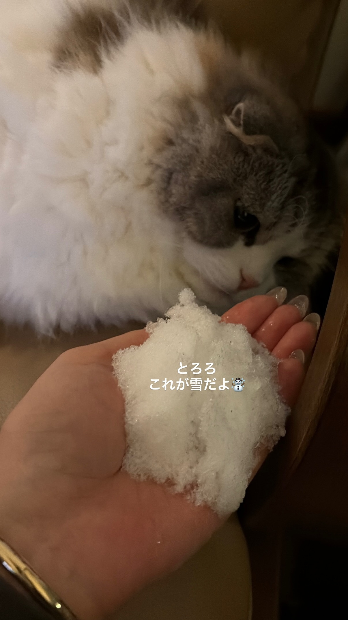 佐々木久美🦒kumigram　スポーツリアライブ