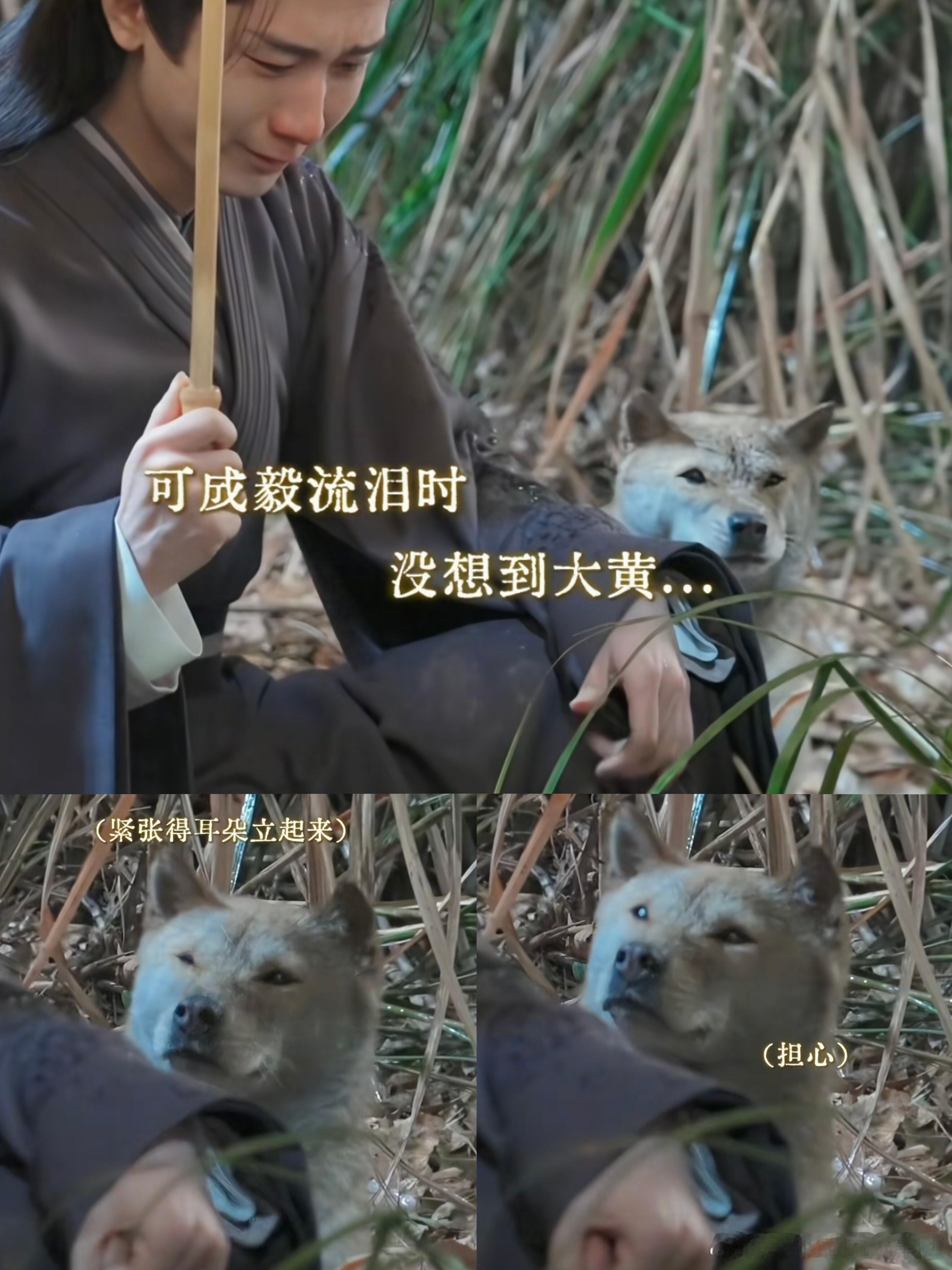 这剧咋连狗都有演技看到有人说大黄的造型是老年妆我真的笑喷了，不过它在剧里的演技