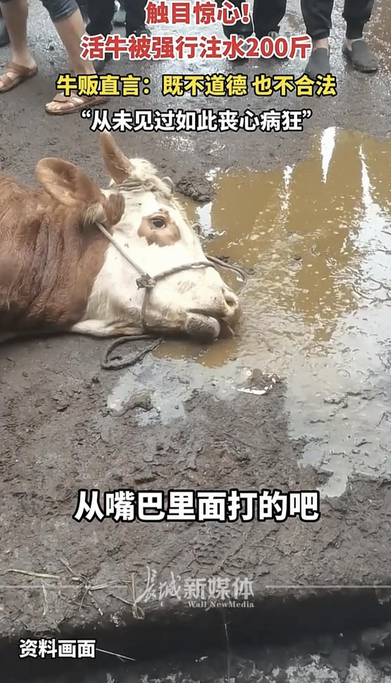 一男子买了一头膘肥体壮的大水牛，但回到家后，牛就开始不停往外排水，之后他把牛重新