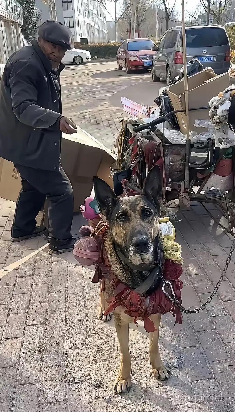 在山东日照有一位拾荒老人，养了一条大狗，与他相依为命10年了，狗子非常的懂事，还