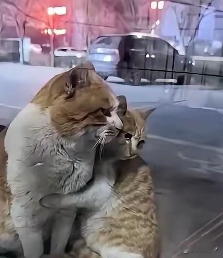 谁看了不心疼！冰天雪地里，一对猫咪母子缩在店铺窗外，毛被寒风冻得凌乱，身子抖得像