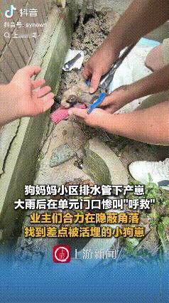 万物皆有灵！上海，一只平时不让摸也不让抱的狗，大雨后在单元门口惨叫“呼救”，它也