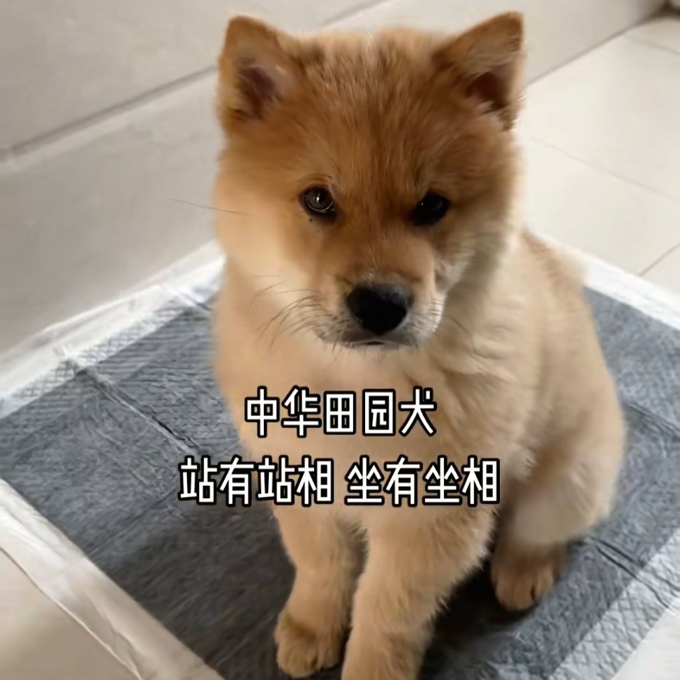 这种犬比海外狗帅气的多。​​​