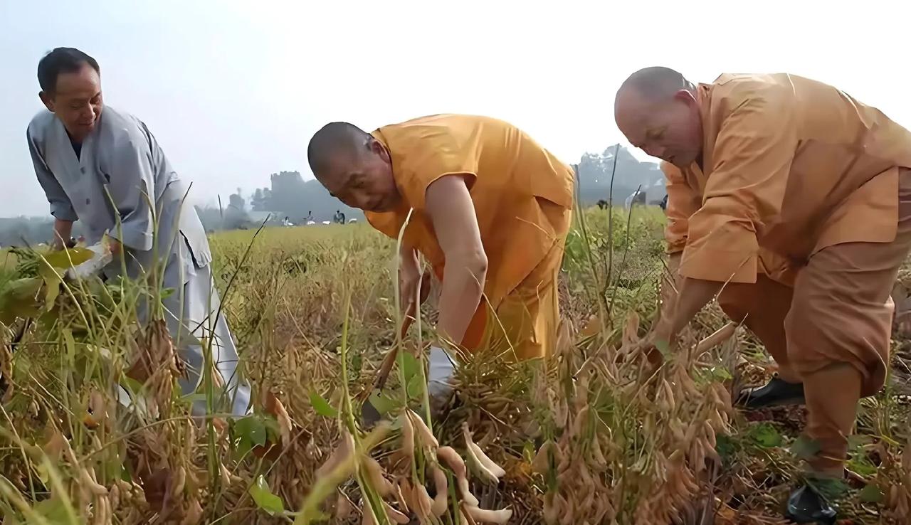 李连杰曾说少林寺里真正的出家人没几个，这话果然不假。你看新规才实施几天，