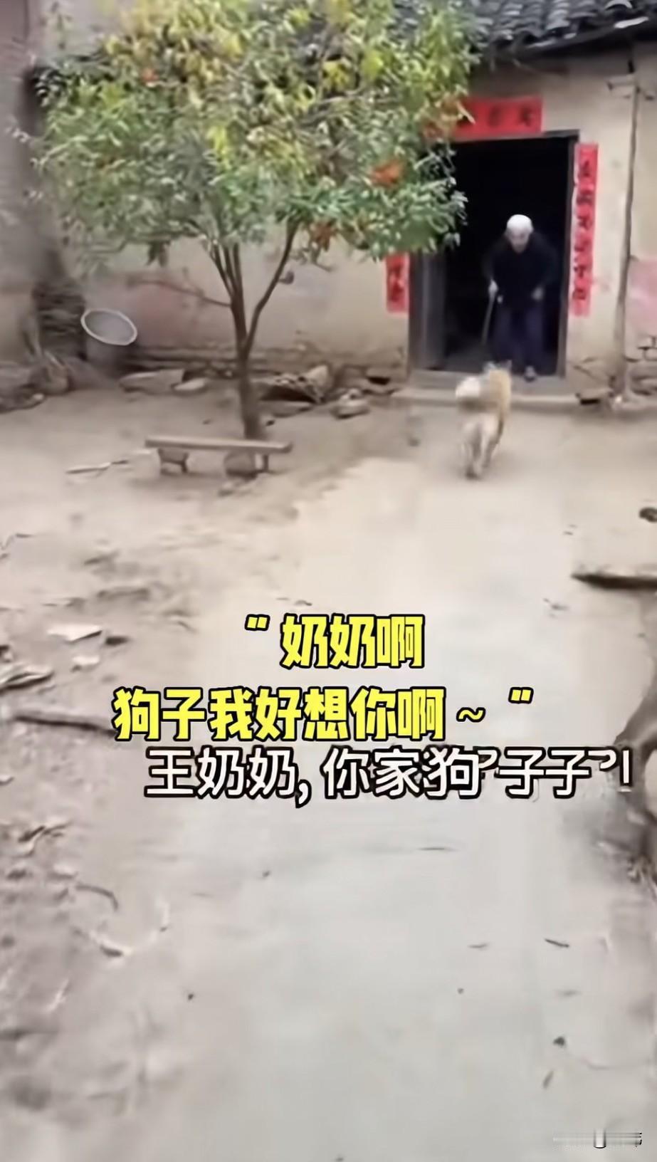 泪目了！一位老奶奶一个人生活在一个村子里，几年前她收养了一只狗狗，平时就当做孩子