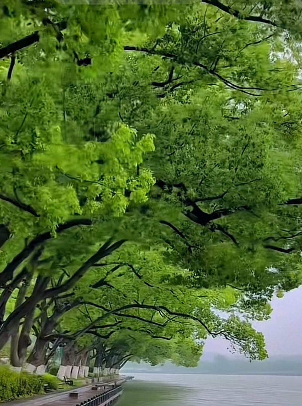 台湾有个统派哲学教授祖籍山东的苑举正在某一次电视节目中说：台湾人没有整夜开空调睡