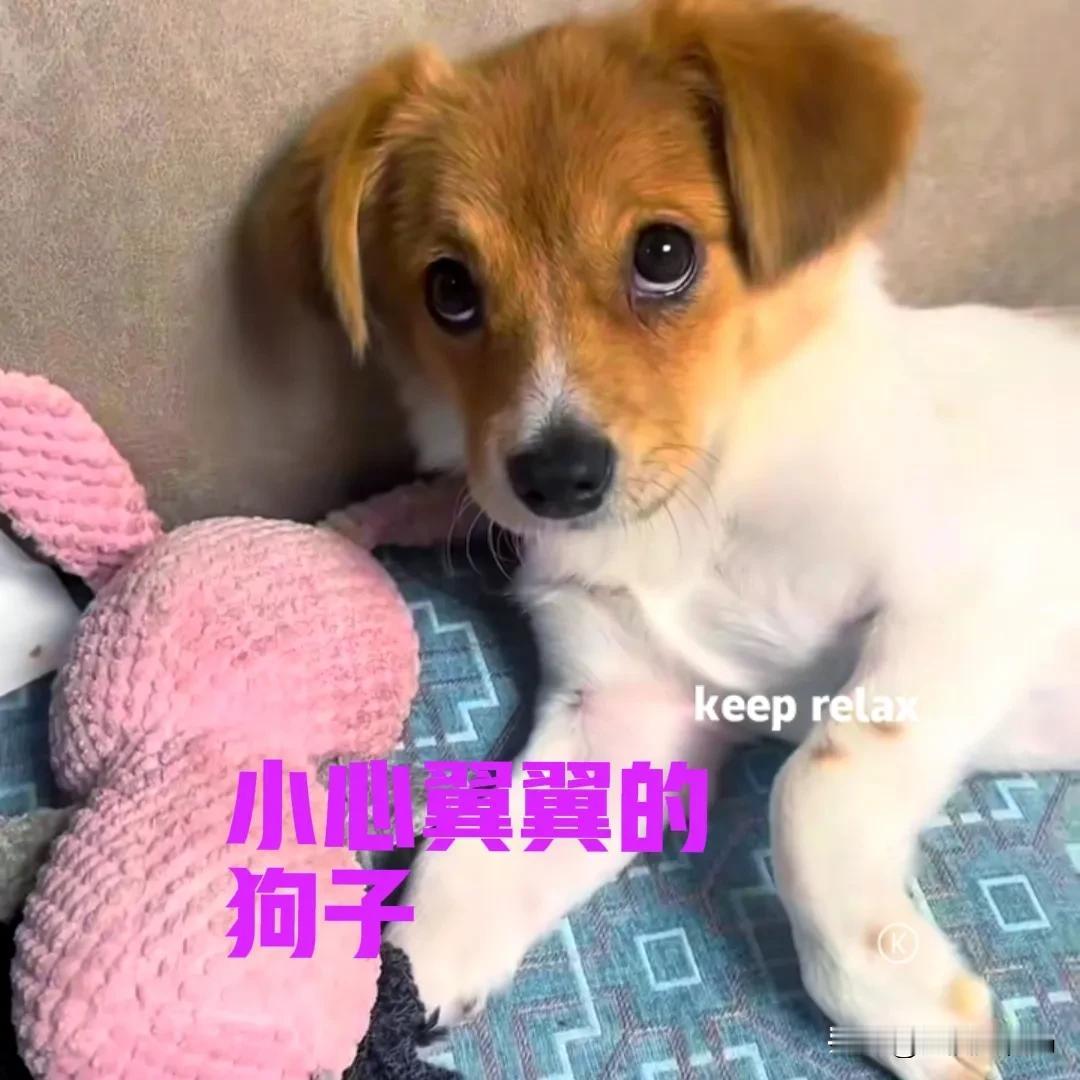 这只小狗原本是只流浪狗，被好心的美女发现后，把它带回了家。浑身脏兮兮的狗子，洗完