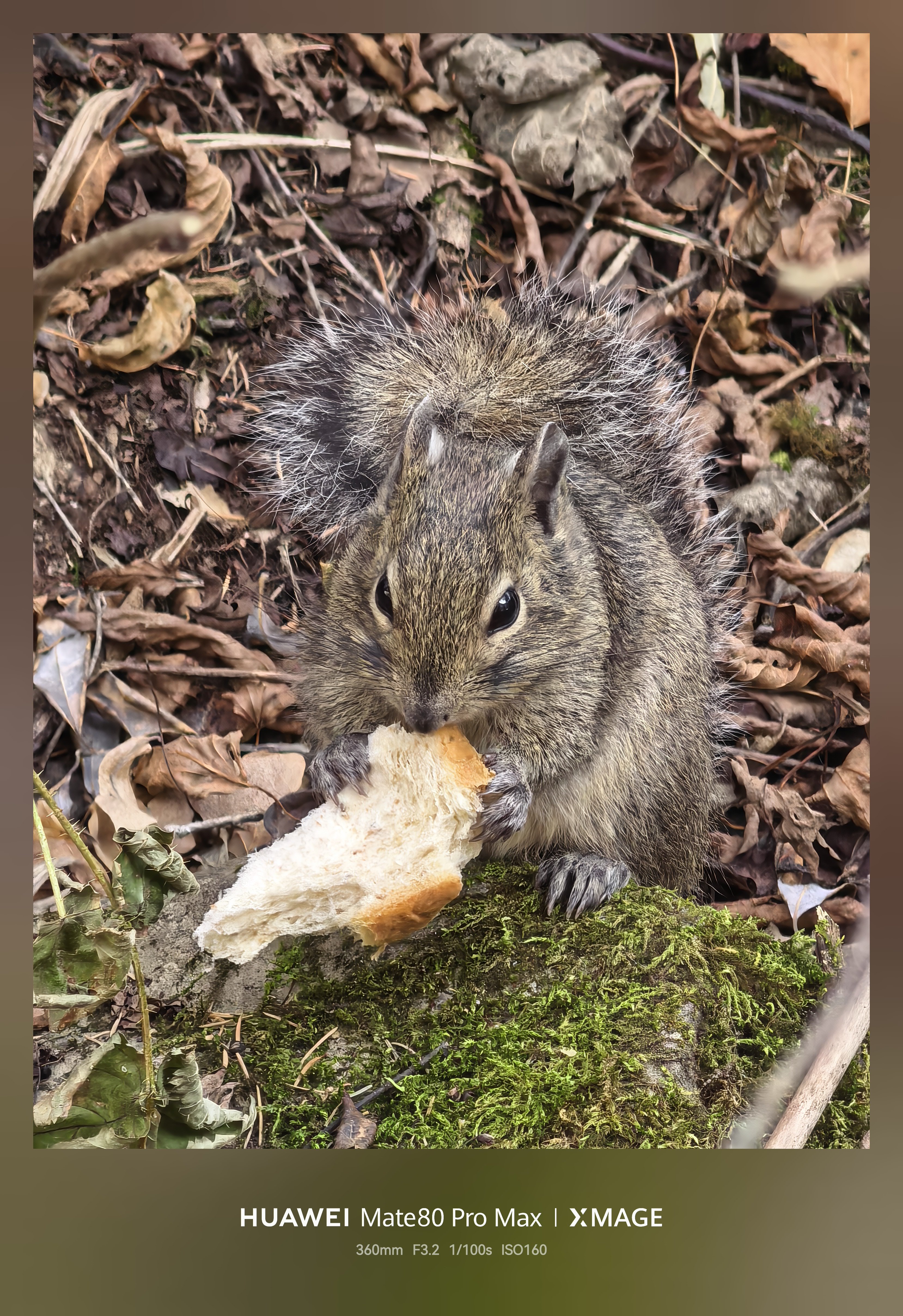 怎么会有这么可爱的家伙阿坝·九寨沟风景名胜区