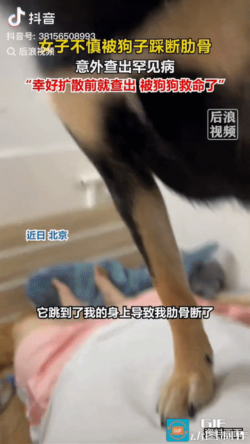 “不可思议！”北京一位女子好好在家休息，家里养的80斤德牧犬，突然跳到她身上，踩