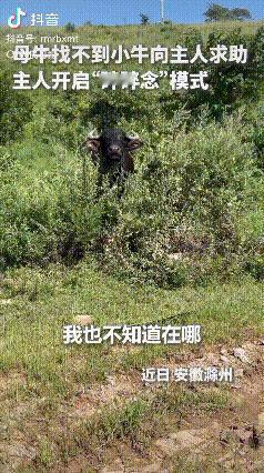 上人民日报了！安徽一头母牛弄丢小牛后找主人求助，被主人一路碎碎念，句句有回应句句