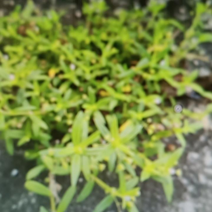 石缝中的抗癌草，也就是俗说的万能草，这玩意儿可太神奇了。之前我在山里徒步，偶然在