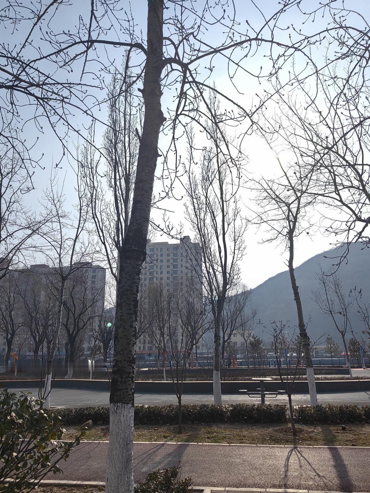 泽连斯基“领土割让计划”是陷阱吗发现一个有趣的现象，为了能够实行代理人的战略，政