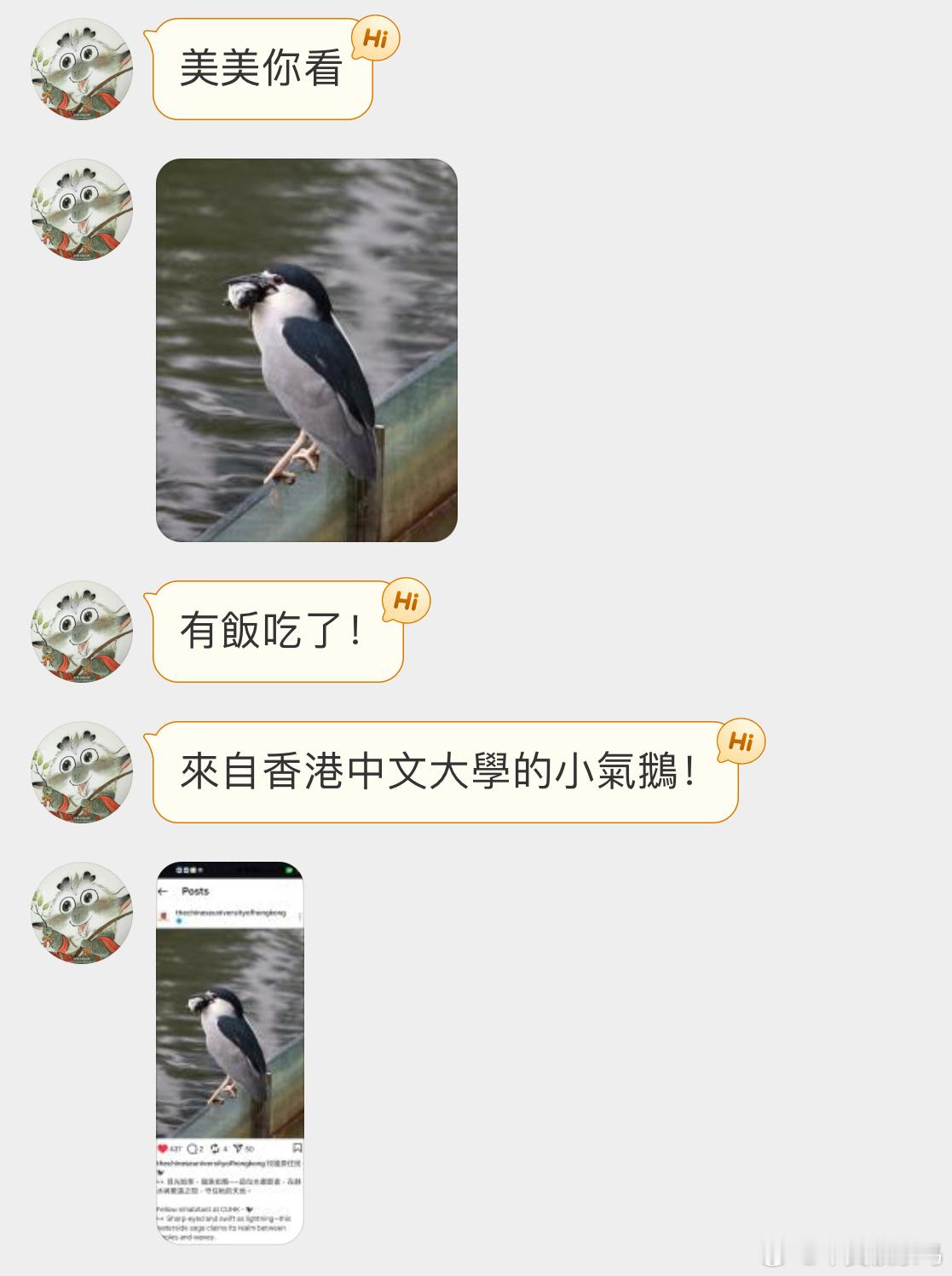 笑死夜鹭这姿态不就是企鹅本鹅🐧​​​