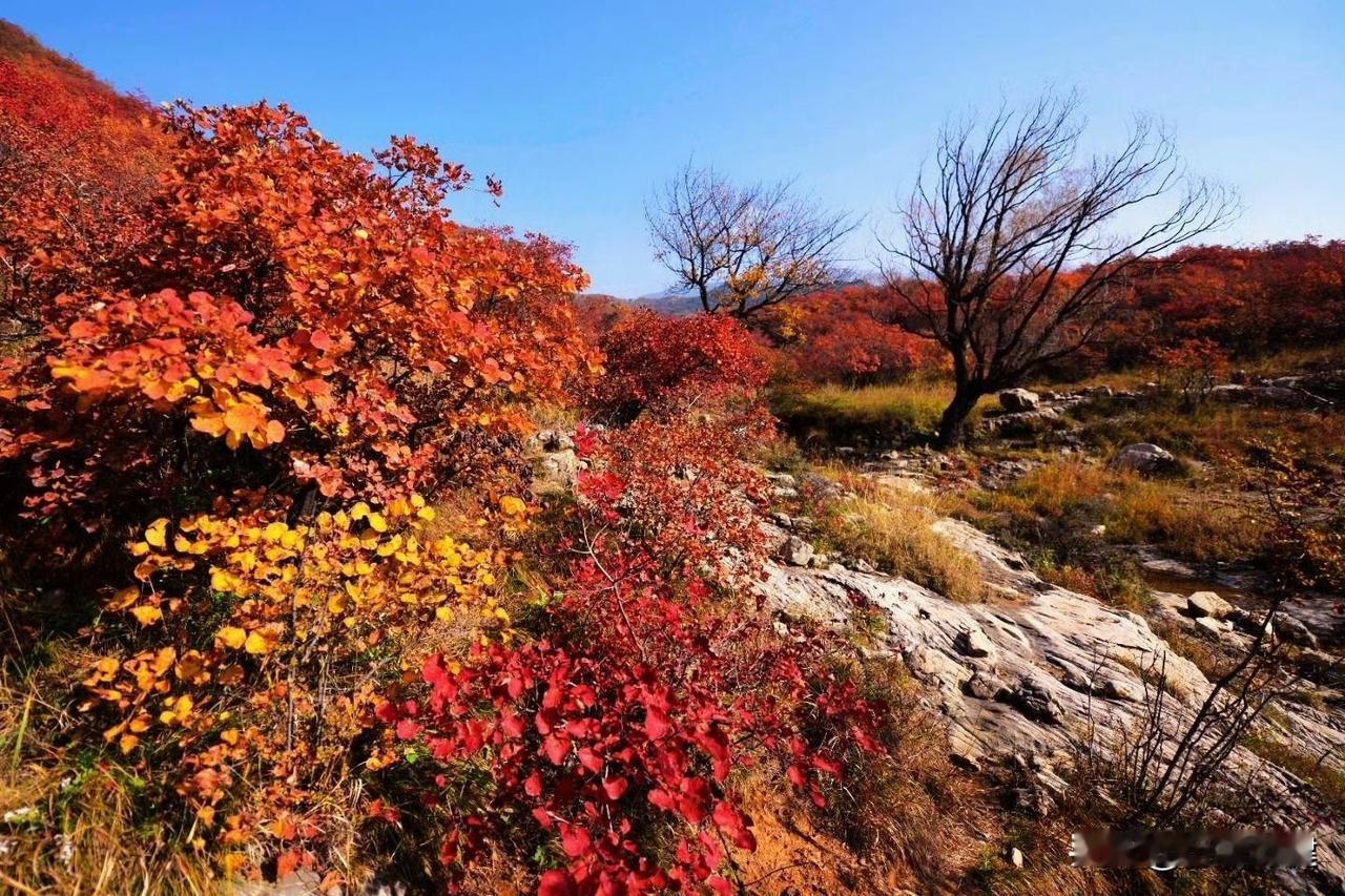 🍂金秋十月，邢台西部的太行山换上了斑斓彩衣～🌳绿意未褪，红枫似火，黄叶如金，