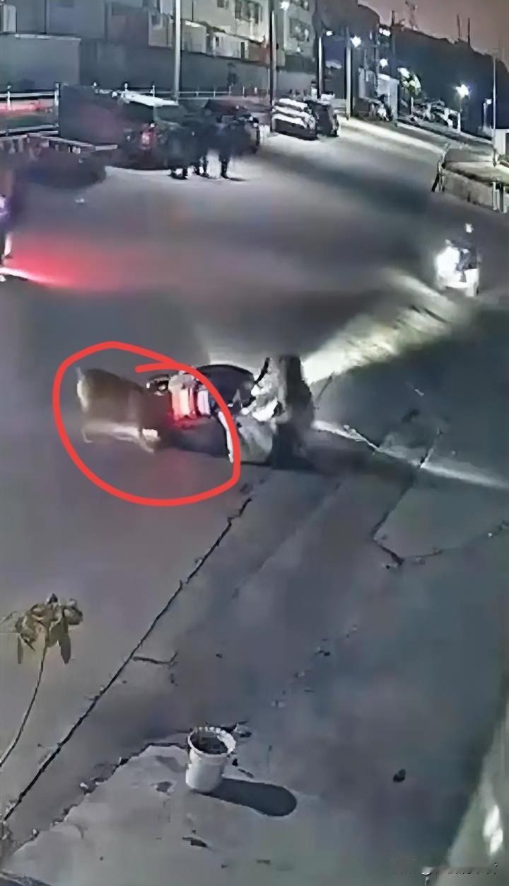 光叫有啥用，狗咬你都不知道反抗，他要咬你，你要比他更狠。想尽办法抓住周围任何东西