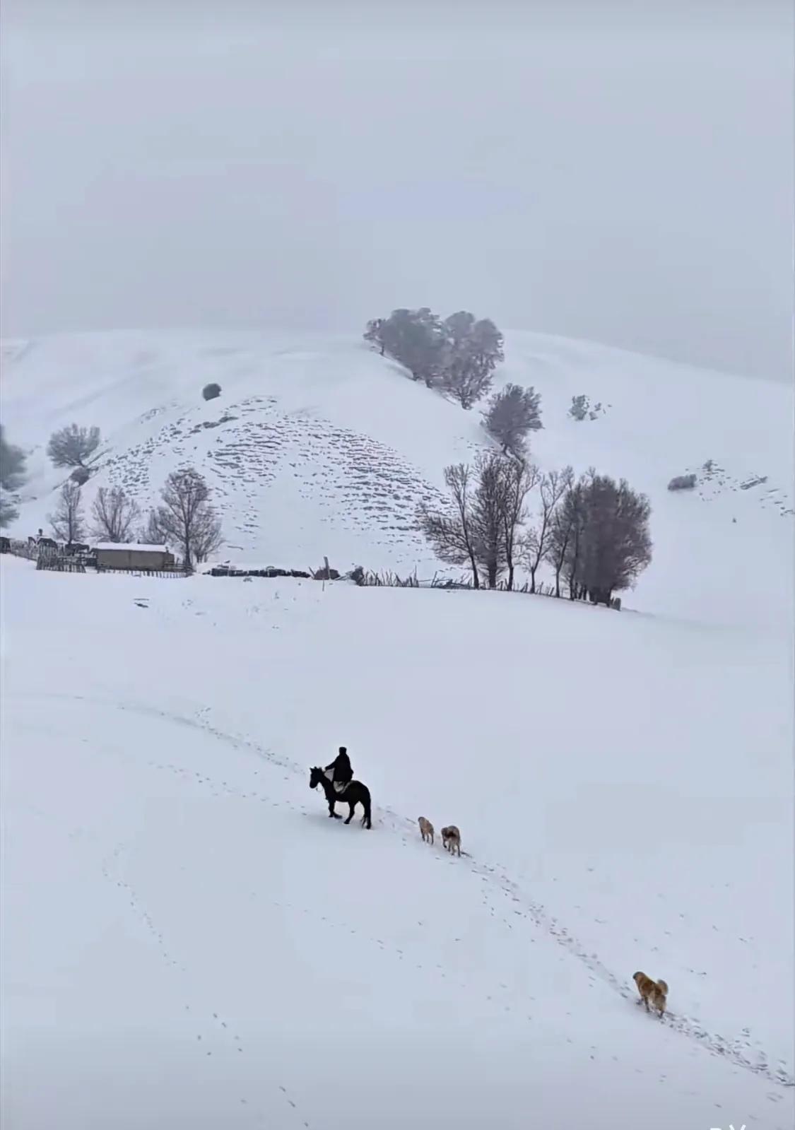 “四九”可能成为今年最冷的“九”三九不冷，没想到四九打败了三九，成了最冷。今年