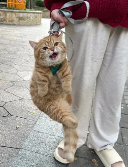 我家这只狸花猫真是个“混世大魔王”！