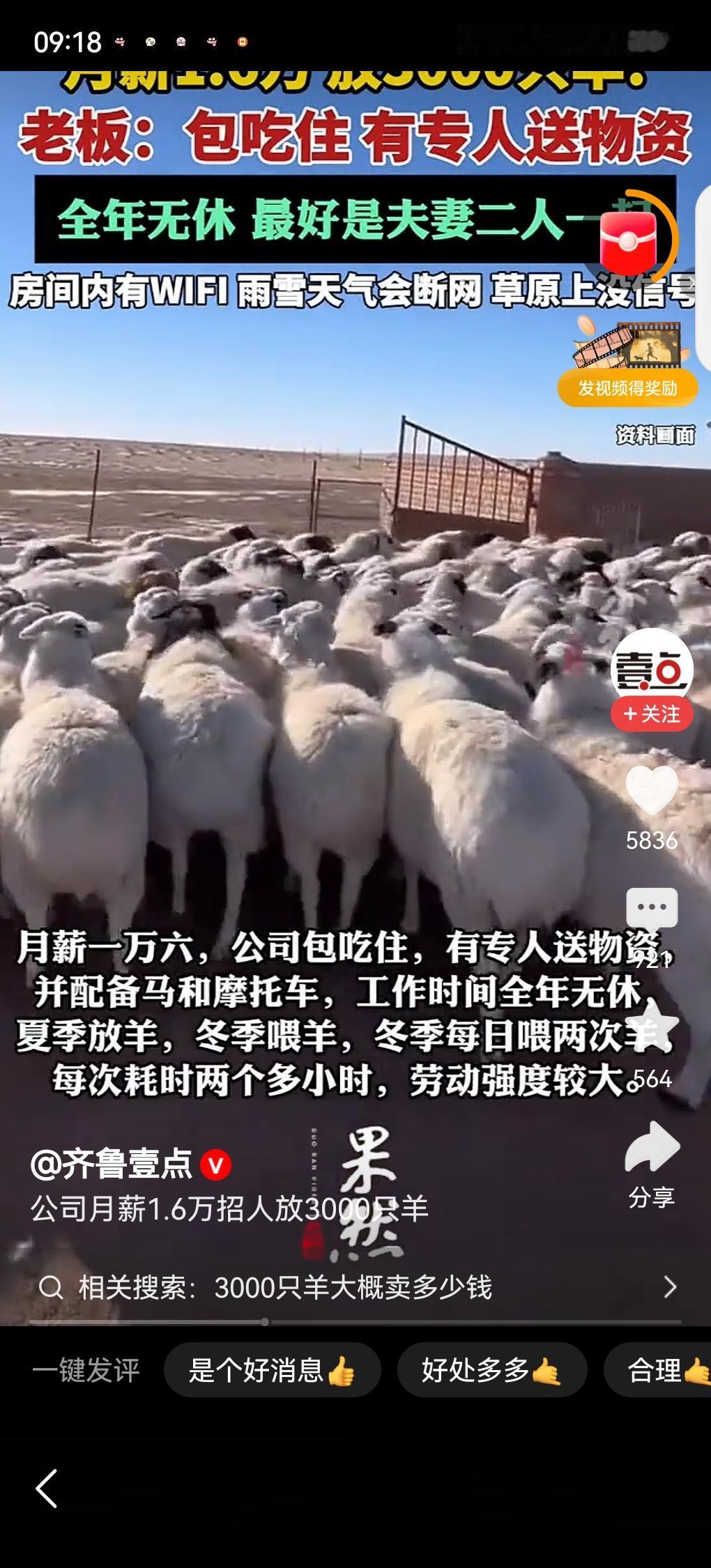 内蒙古一老板开1.6万月薪招人放3000只羊，包吃住，有Wi-Fi，有专人送物资