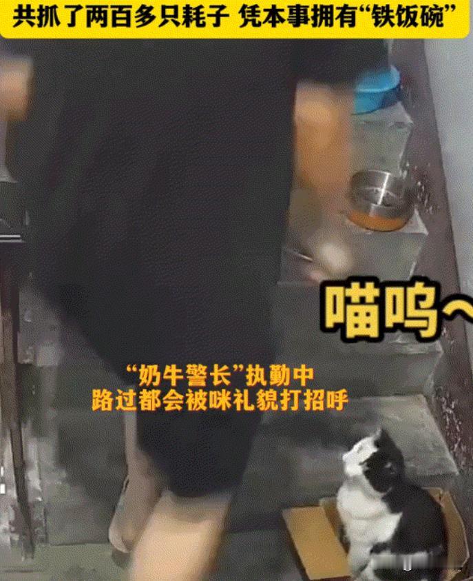 凭本事吃饭！四川一女子在网上晒出，她家整栋楼的居民，共同喂养了一只流浪猫四年，这