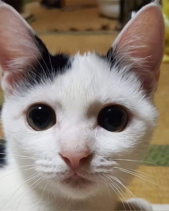 流浪猫被带回家后发生的变化海外新鲜事热点现场