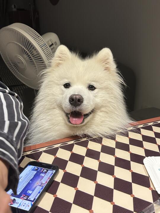 我吗？烈性犬？