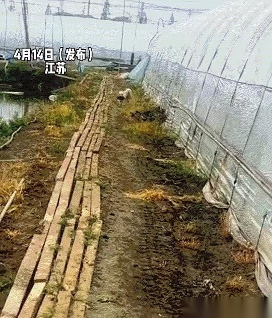 小狗崽被叼过来时，胖嘟嘟的身子在地上“连滚带爬”，圆滚滚地翻了两圈，直接滚到男子