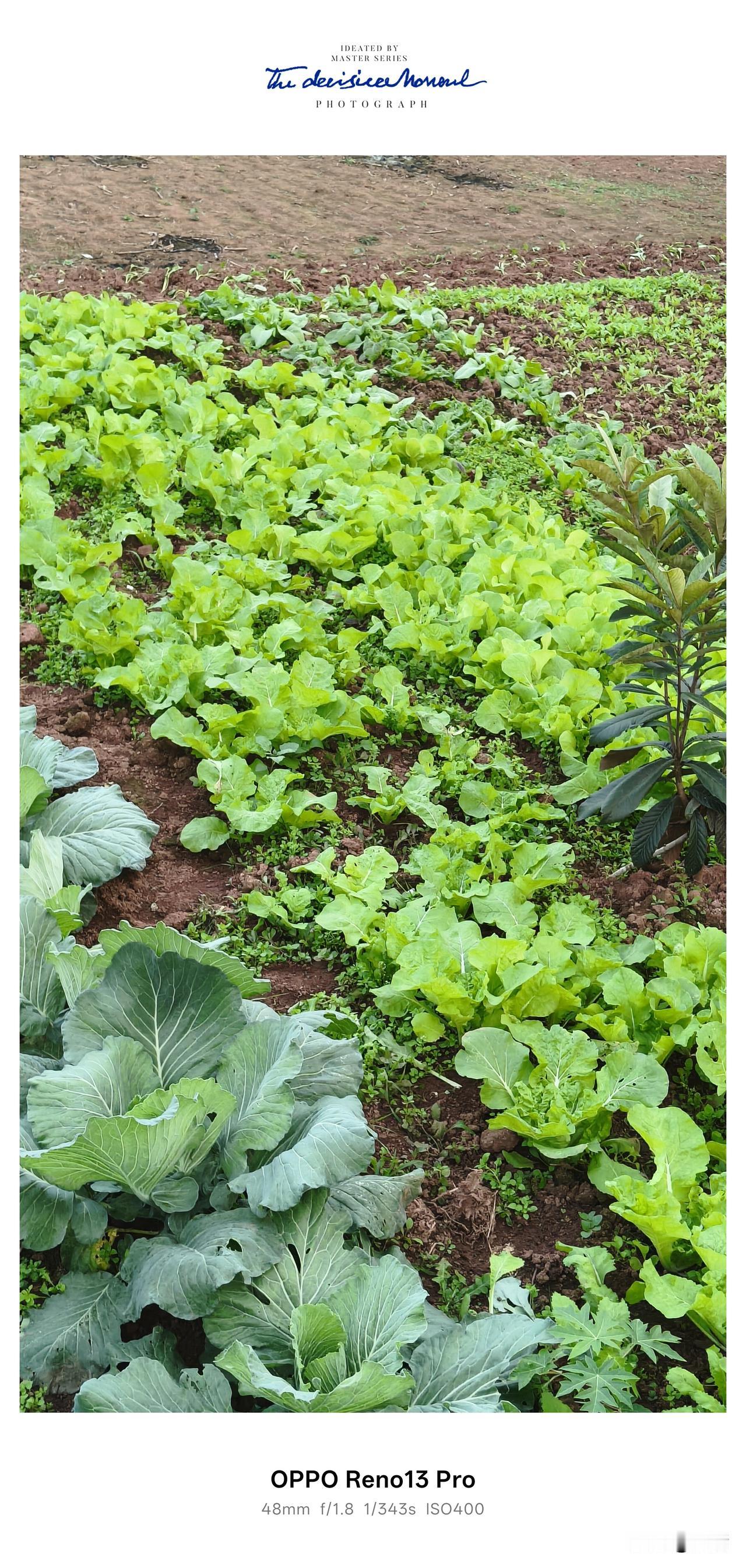 回到老家，最让我满心欢喜的，就是这一方属于自己的小菜园。没事总爱往菜园跑，天天都