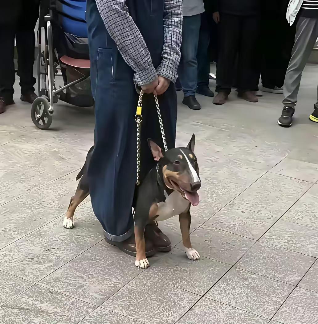 全面消除泰迪比熊博美三大外来恶犬，挑衅大型犬，还穿衣服鞋子，让大狗以为小孩子就是