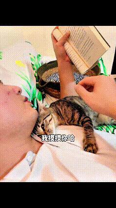 这只小母猫也太黏人太暖心了。只要主人躺下来看书，或是轻声呼唤它，不管什么时候，小