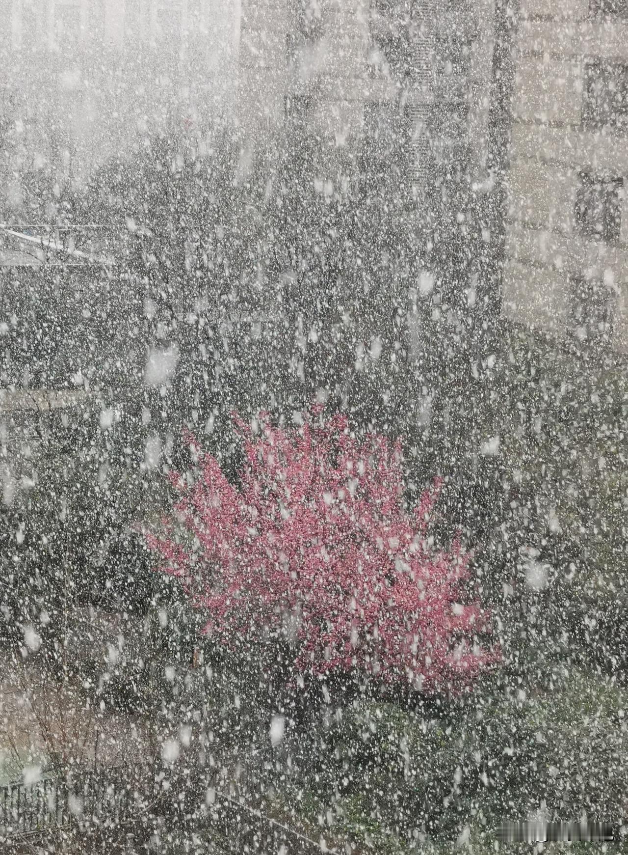 西安整个冬季没有下雪，下的是雨，但今天早已立春，却下起罕见的鹅毛大雪，院子里的树