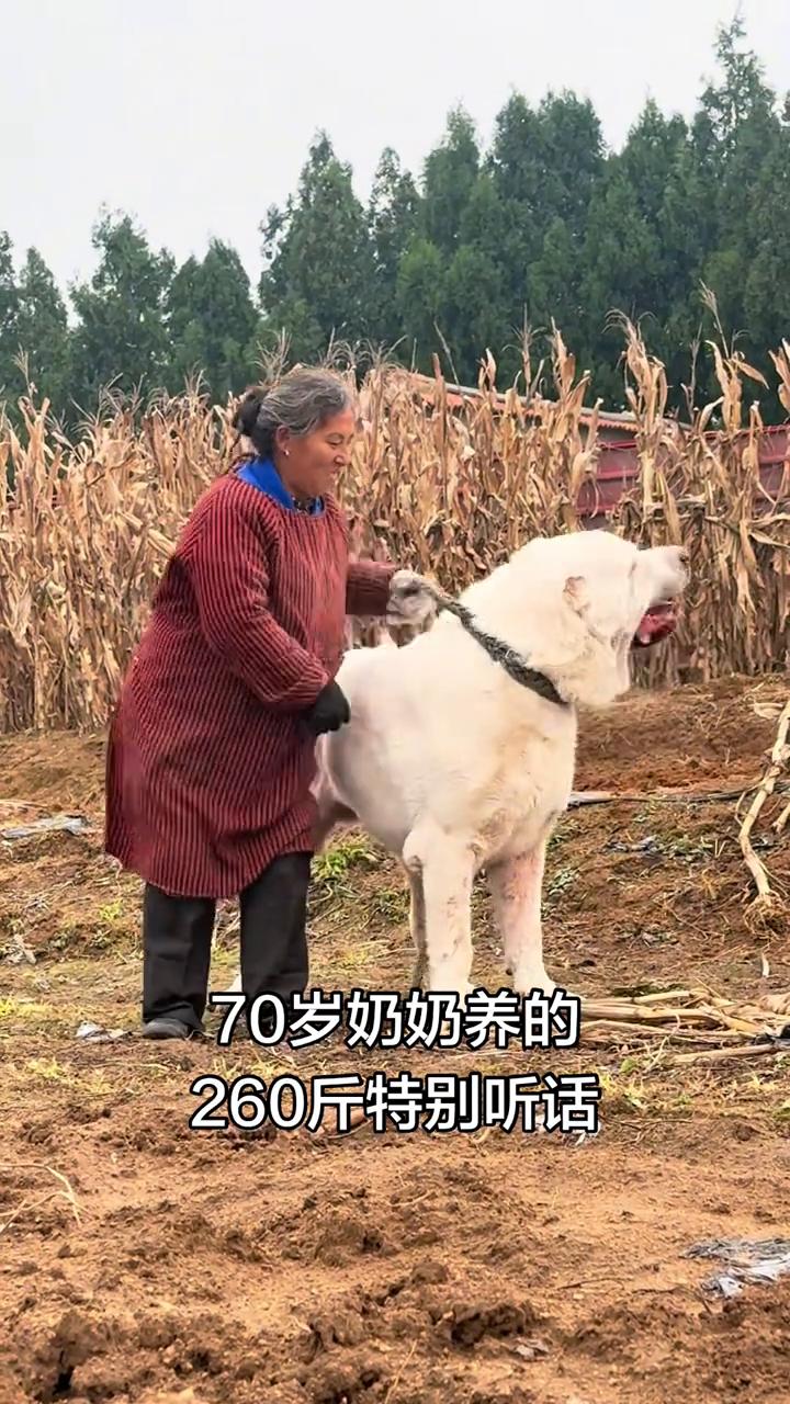 70岁奶奶养的260斤，特别听话。