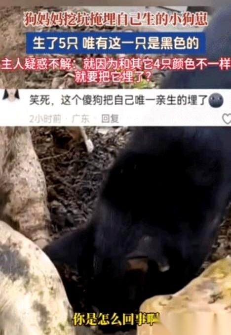 亲妈当着人的面，挖坑活埋自己的亲生骨肉。这事儿搁谁看都得脊背发凉。广东一只黑