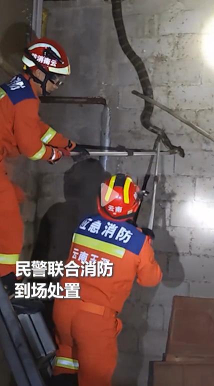 央视网：一条眼镜王蛇闯入村民家猪圈，民警联合消防迅速到场处置。光看到这个标题就让