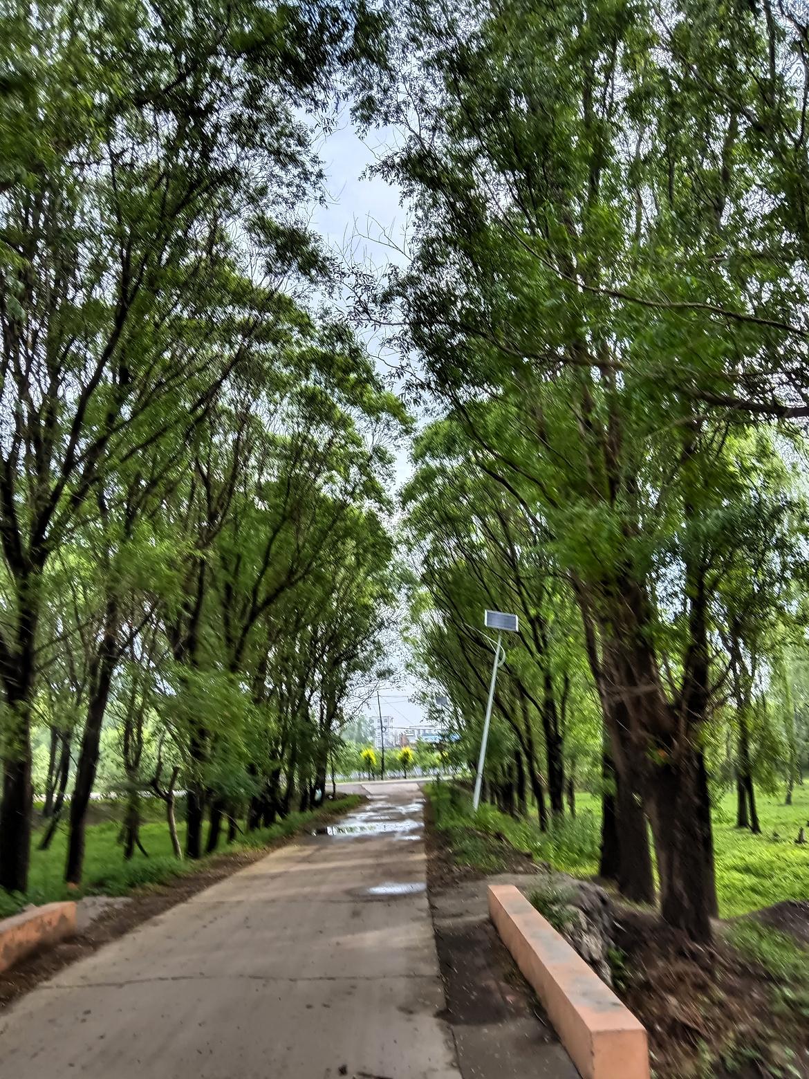 绿意盎然的林荫道，静谧而美好。🌳🍃