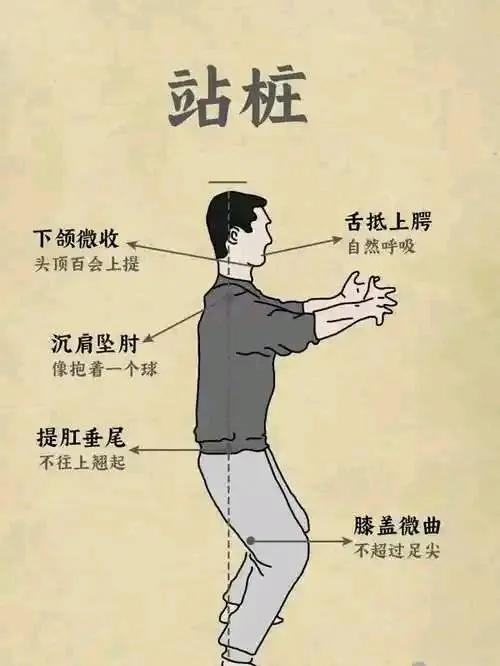 这两年的养生圈特别流行“站桩”！但是具体怎么“站”？我之前也略微研究了一下，