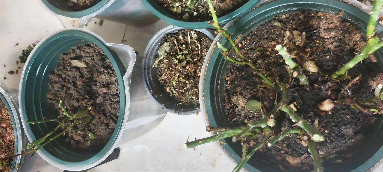 没养花，没发现我挺歹毒的。这几盆月季，被红蜘蛛盯上以后，就成了我的噩梦，这些小