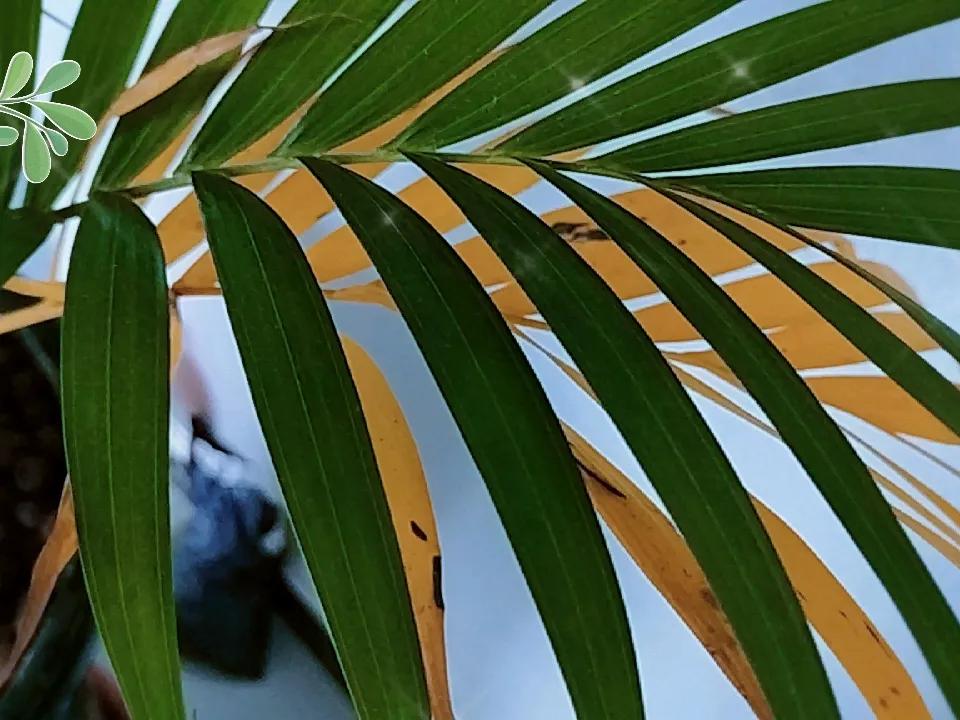 老公买回来一颗凤尾竹，种到了我家的大花盆里，很快就开花了，凤尾竹的花并不是花朵，