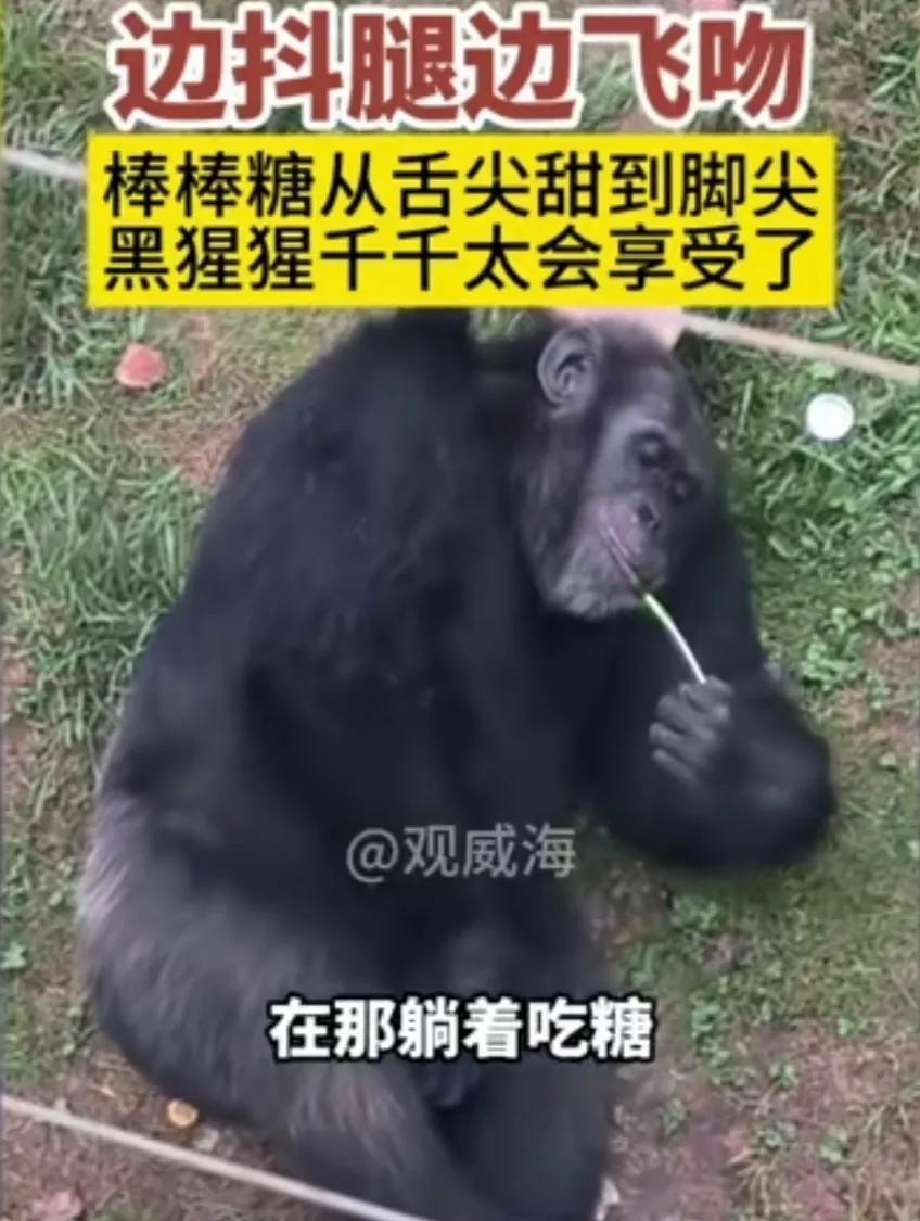 近日，在动物园里黑猩猩馆里，一个小朋友不小心把自己手上的棒棒糖掉到大猩猩馆里，被