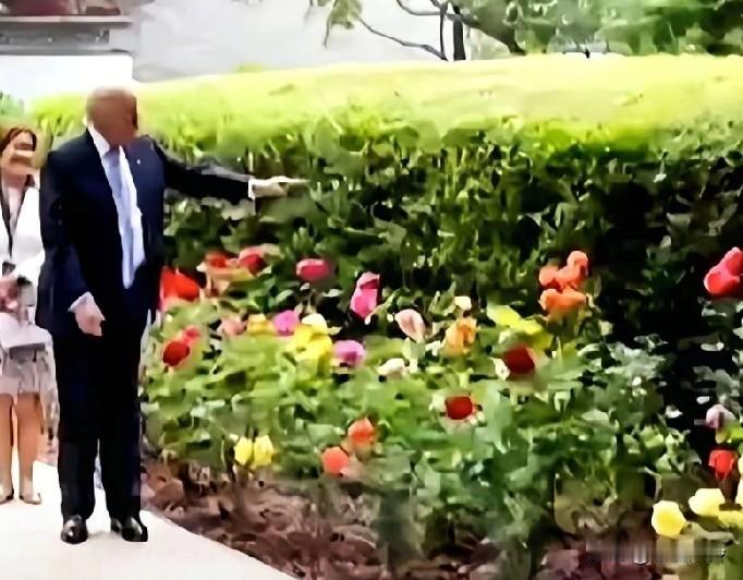 特朗普又对中国月季感兴趣了，在一丛中国月季前也破了功，说着要搬一株回白宫。看到
