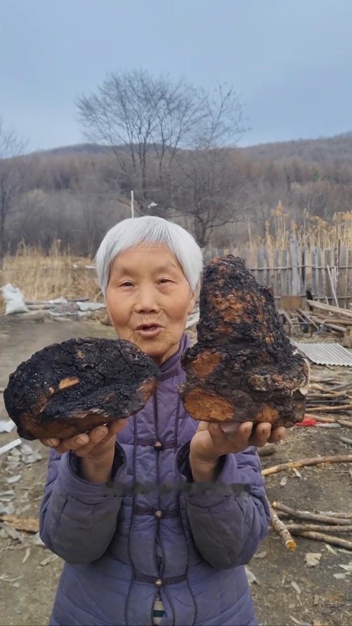 寒冷黑龙江原始大森林，纯野生的桦树茸。我家是小兴安岭的主脉，原始大森林。我们这