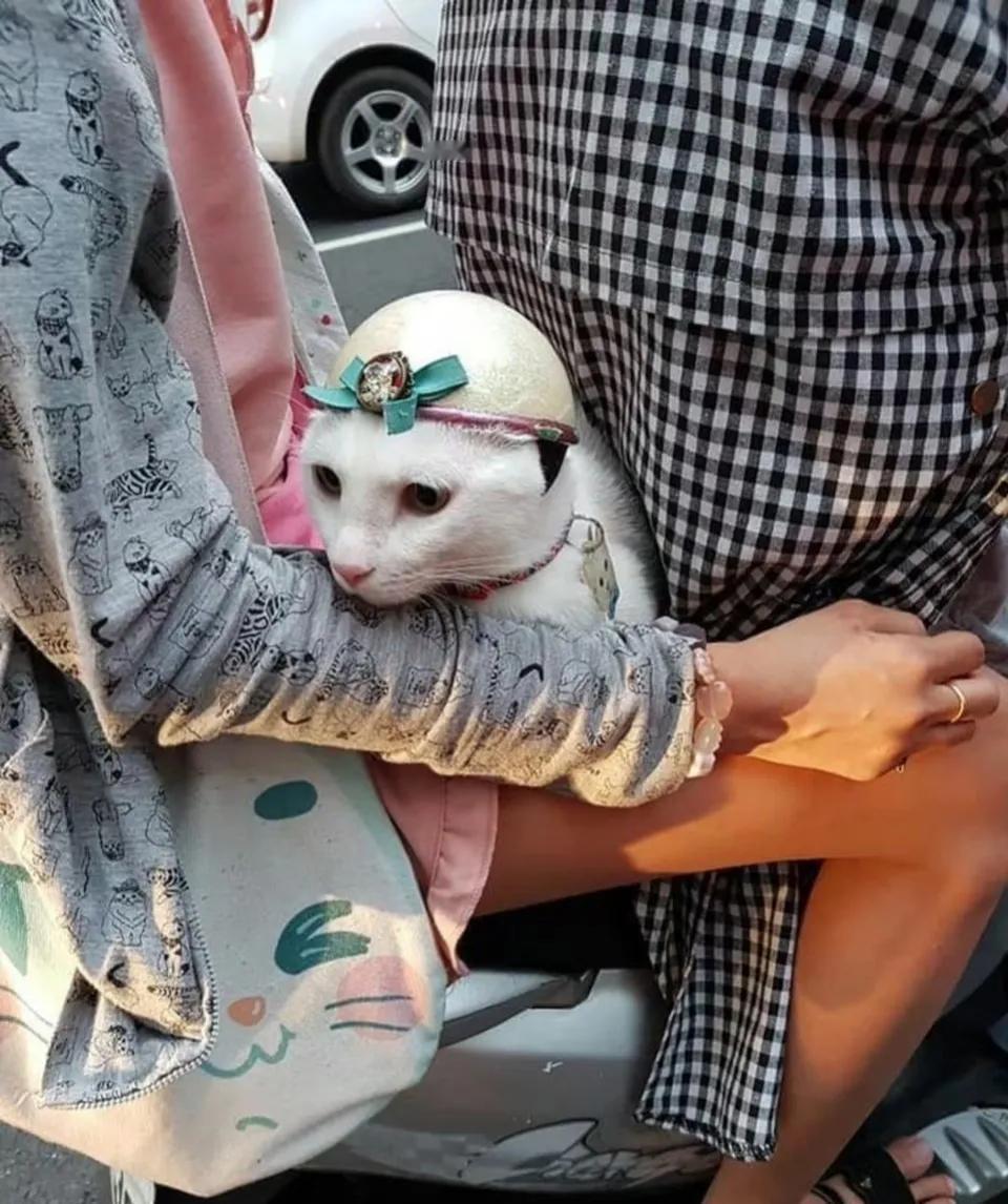 在大街上看到一对夫妻骑着电驴，他们竟然还带着一只猫咪。第一眼看去，那猫咪好像是从