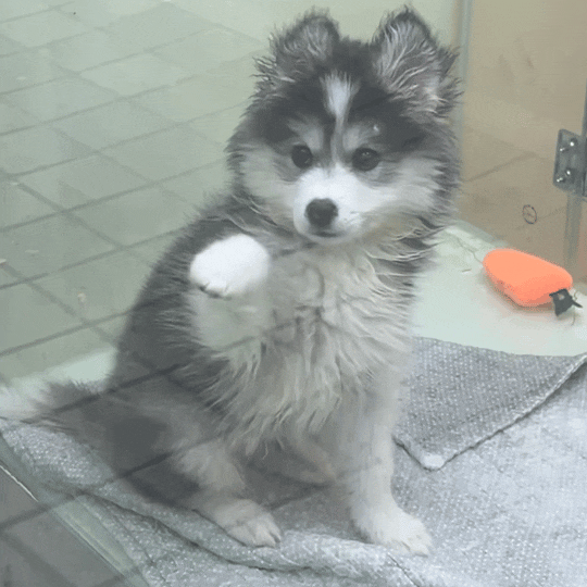 离开妈妈后的途途和被爸爸关起来的琅琅ㅠ