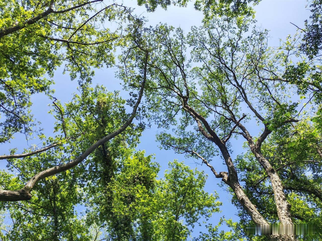 在郴州，有这样一片净土，你会喜欢吗？在苏仙区龙尾坪，临河之处有一片森林。参天