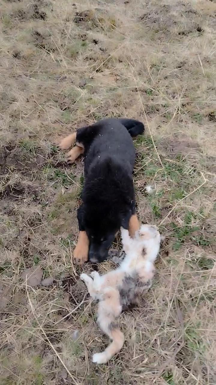 昨天来的那只流浪狗，真不能要了。我拴了它好几次，每次它都挣断绳子跑掉。它是不是傻